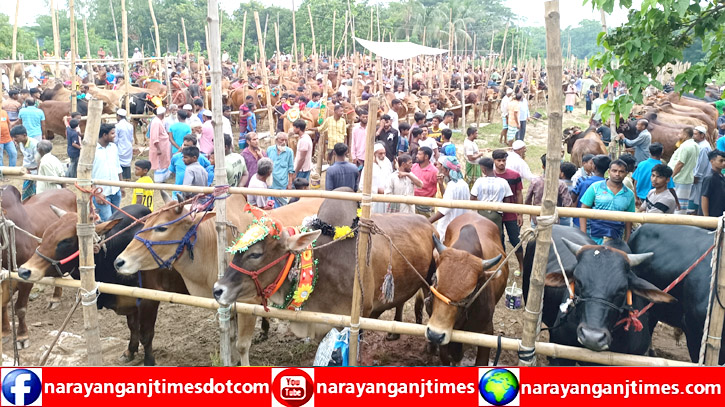 ছুটির প্রথম দিনেই জমজমাট হয়ে উঠেছে নারায়ণগঞ্জের পশুরহাট ছুটির প্রথম দিনেই জমজমাট হয়ে উঠেছে নারায়ণগঞ্জের পশুরহাট