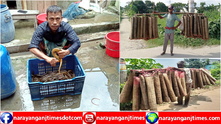 রূপগঞ্জে কুঁচিয়া শিকার করে স্বাবলম্বী শতাধিক পরিবার রূপগঞ্জে কুঁচিয়া শিকার করে স্বাবলম্বী শতাধিক পরিবার