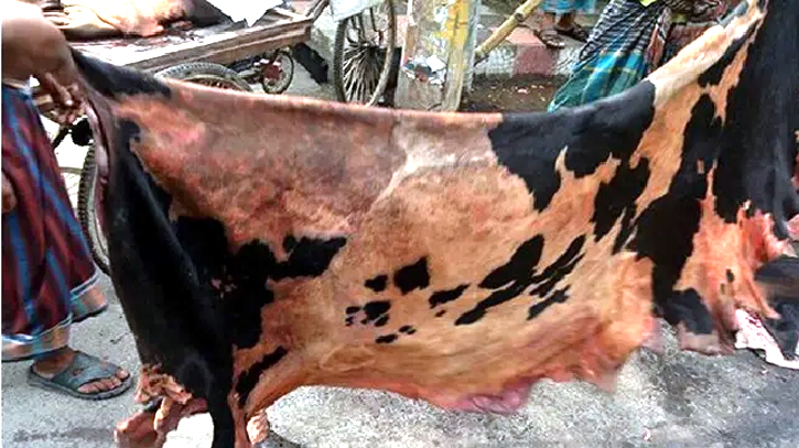 বন্দরে জাকির খানের নামে কোরবানীর চামড়া লুটের অভিযোগ বন্দরে জাকির খানের নামে কোরবানীর চামড়া লুটের অভিযোগ