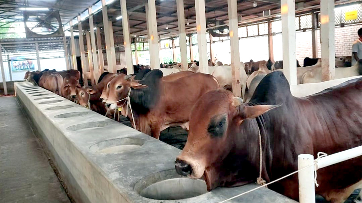 নারায়ণগঞ্জে কোরবানীর চাহিদার তুলনায় পশু ঘাটতি ১২ হাজার ৮২৬টি নারায়ণগঞ্জে কোরবানীর চাহিদার তুলনায় পশু ঘাটতি ১২ হাজার ৮২৬টি