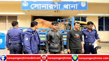 সোনারগাঁয়ে চুরি হওয়া গরু ও ছাগলবাহী পিকআপসহ গ্রেপ্তার ২