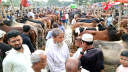 আড়াইহাজারে জমে উঠেছে কোরবানির পশুর হাট   