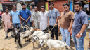 ২১ শহীদ পরিবারে এনসিপির কোরবানির পশু উপহার 