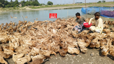 সোনারগাঁয়ে হাঁসের খামারে দুই বন্ধুর সাফল্য