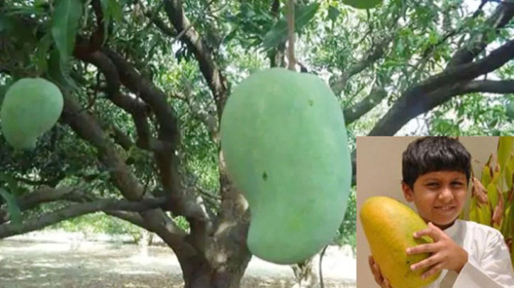 এক আমের দাম হাজার টাকা ! এক আমের দাম হাজার টাকা !
