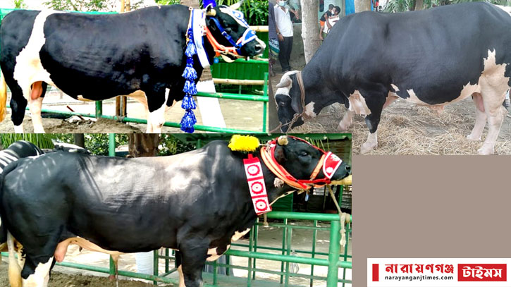 নারায়ণগঞ্জে গরুর বাহারি সব নাম নজর কাড়ছে ক্রেতাদের নারায়ণগঞ্জে গরুর বাহারি সব নাম নজর কাড়ছে ক্রেতাদের