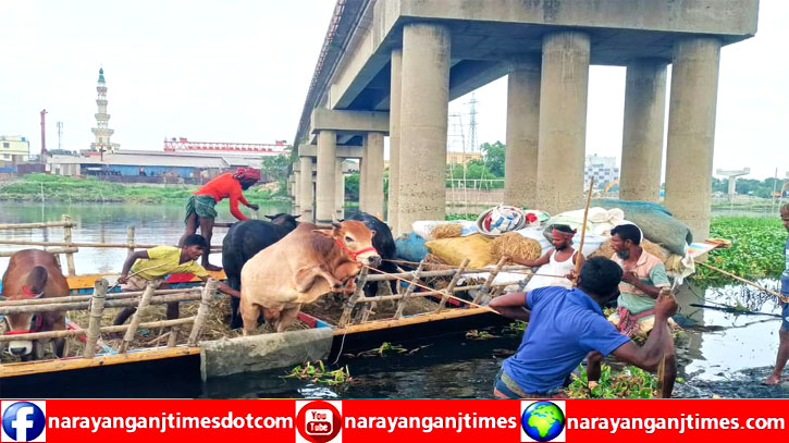নারায়ণগঞ্জের হাট গুলোতে আসছে কোরবানীর পশু নারায়ণগঞ্জের হাট গুলোতে আসছে কোরবানীর পশু