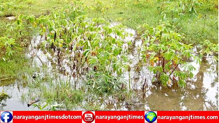 যে কারণে নারায়ণগঞ্জে দেড় কোটি টাকার সবজি নষ্ট যে কারণে নারায়ণগঞ্জে দেড় কোটি টাকার সবজি নষ্ট