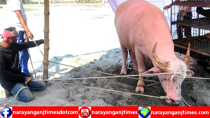 ফতুল্লায় পাগলা মহিষের আক্রমনে বাবা ছেলেসহ আহত ৪ ফতুল্লায় পাগলা মহিষের আক্রমনে বাবা ছেলেসহ আহত ৪