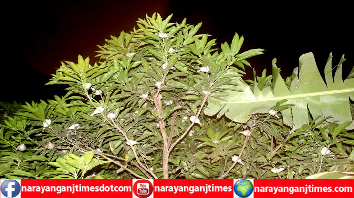 রূপগঞ্জে চড়ুই পাখির নিরাপদ আশ্রয়স্থল বিসমিল্লাহ ফিলিং ষ্টেশন রূপগঞ্জে চড়ুই পাখির নিরাপদ আশ্রয়স্থল বিসমিল্লাহ ফিলিং ষ্টেশন