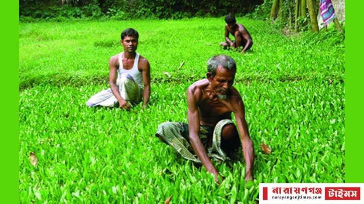 রূপগঞ্জে যে কারণে বিলাতি ধনেপাতা চাষে ঝুকছে কৃষক