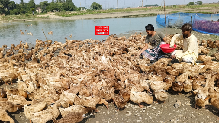 সোনারগাঁয়ে হাঁসের খামারে দুই বন্ধুর সাফল্য