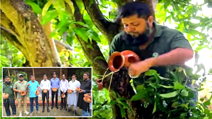 সোনারগাঁয়ে পাখিদের নিরাপদ আশ্রয়ে গাছে গাছে মাটির হাঁড়ি সোনারগাঁয়ে পাখিদের নিরাপদ আশ্রয়ে গাছে গাছে মাটির হাঁড়ি