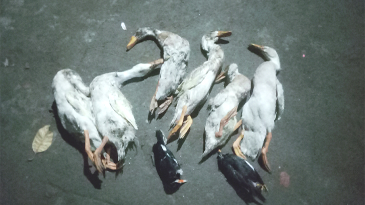 বন্দরে খামারে বিষপ্রয়োগ করে হাঁস হত্যার অভিযোগ 