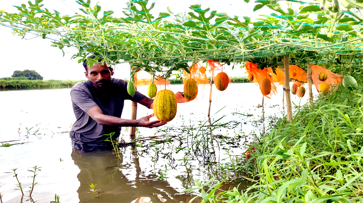সোনারগাঁয়ে মাছের ঘেরের মাচায় ঝুলছে হরেক রঙের তরমুজ সোনারগাঁয়ে মাছের ঘেরের মাচায় ঝুলছে হরেক রঙের তরমুজ