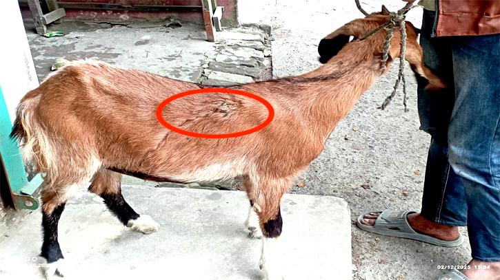 বন্দরে গর্ভবতী ছাগলকে কুপিয়ে জখম, থানায় অভিযোগ