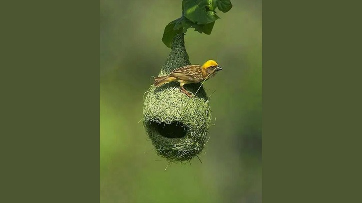 পণ