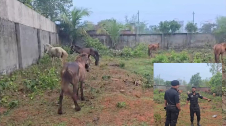 রূপগঞ্জে গরুর নামে ঘোড়ার মাংস বিক্রি, জবাই ৯, উদ্ধার ১১