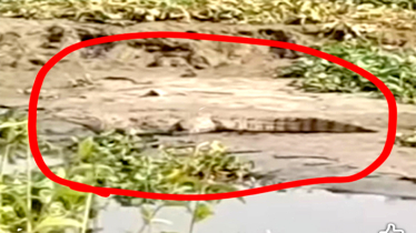 কুমির আতঙ্কে সোনারগাঁ-বন্দরের দুই ইউনিয়নবাসী