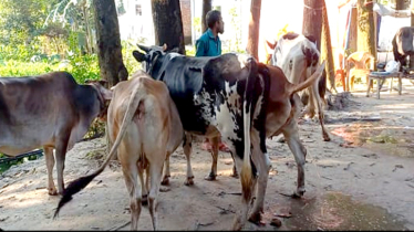 আশুলিয়া থেকে ডাকাতির লুন্ঠিত গরু বন্দরে উদ্ধার