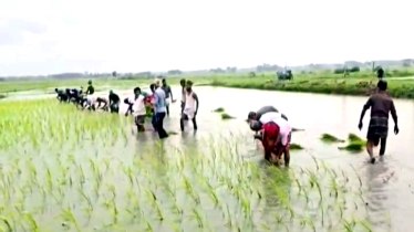 রূপগঞ্জে যুবদলের উদ্যোগে আবাদী জমিতে ধানের চারা রোপণ 