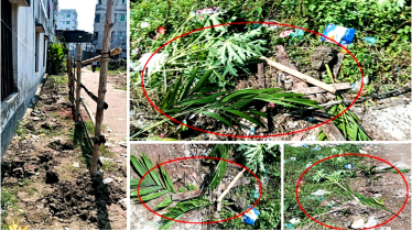 সিদ্ধিরগঞ্জে অর্ধ শতাধিক ফলজ গাছ কর্তন, থানায় অভিযোগ