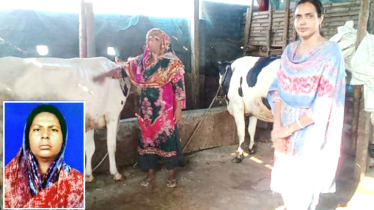 ফতুল্লায় ষাঁড় পালনের মধ্য দিয়ে সফল নারী খামারি ফরিদা