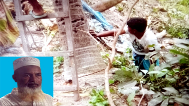 বন্দরে ৪টি ফলজ গাছ কেঁটে নিল ভূমিদস্যুরা