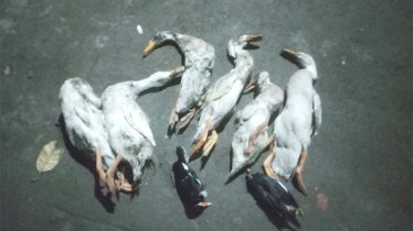 বন্দরে খামারে বিষপ্রয়োগ করে হাঁস হত্যার অভিযোগ 