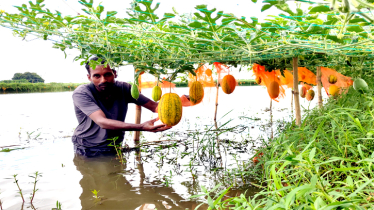 সোনারগাঁয়ে মাছের ঘেরের মাচায় ঝুলছে হরেক রঙের তরমুজ