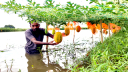 সোনারগাঁয়ে মাছের ঘেরের মাচায় ঝুলছে হরেক রঙের তরমুজ