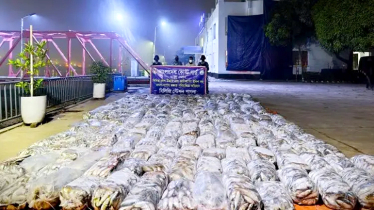 কাঁচপুরে ৭০ লাখ টাকার জাটকা জব্দ