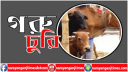আড়াইহাজারে কৃষকের গেয়াল থেকে গরু চুরি