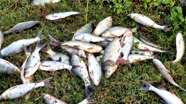 সিদ্ধিরগঞ্জে পুকুর থেকে মাছ চুরি, থানায় অভিযোগ