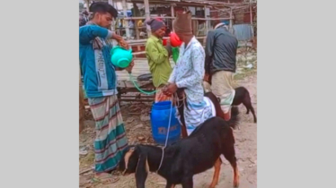 ফতুল্লায় গলায় নল ঢুকিয়ে অতিরিক্ত পানি খাইয়ে ছাগল হত্যা: গ্রেপ্তার ২