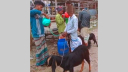 ফতুল্লায় গলায় নল ঢুকিয়ে অতিরিক্ত পানি খাইয়ে ছাগল হত্যা: গ্রেপ্তার ২