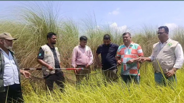 সোনারগাঁয়ে লোকালয়ে শিয়াল, বন বিভাগের অভিযান সোনারগাঁয়ে লোকালয়ে শিয়াল, বন বিভাগের অভিযান
