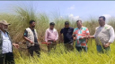 সোনারগাঁয়ে লোকালয়ে শিয়াল, বন বিভাগের অভিযান সোনারগাঁয়ে লোকালয়ে শিয়াল, বন বিভাগের অভিযান