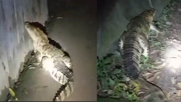বন্দরে সেই কুমির নিয়ে এলাকায় আতঙ্ক